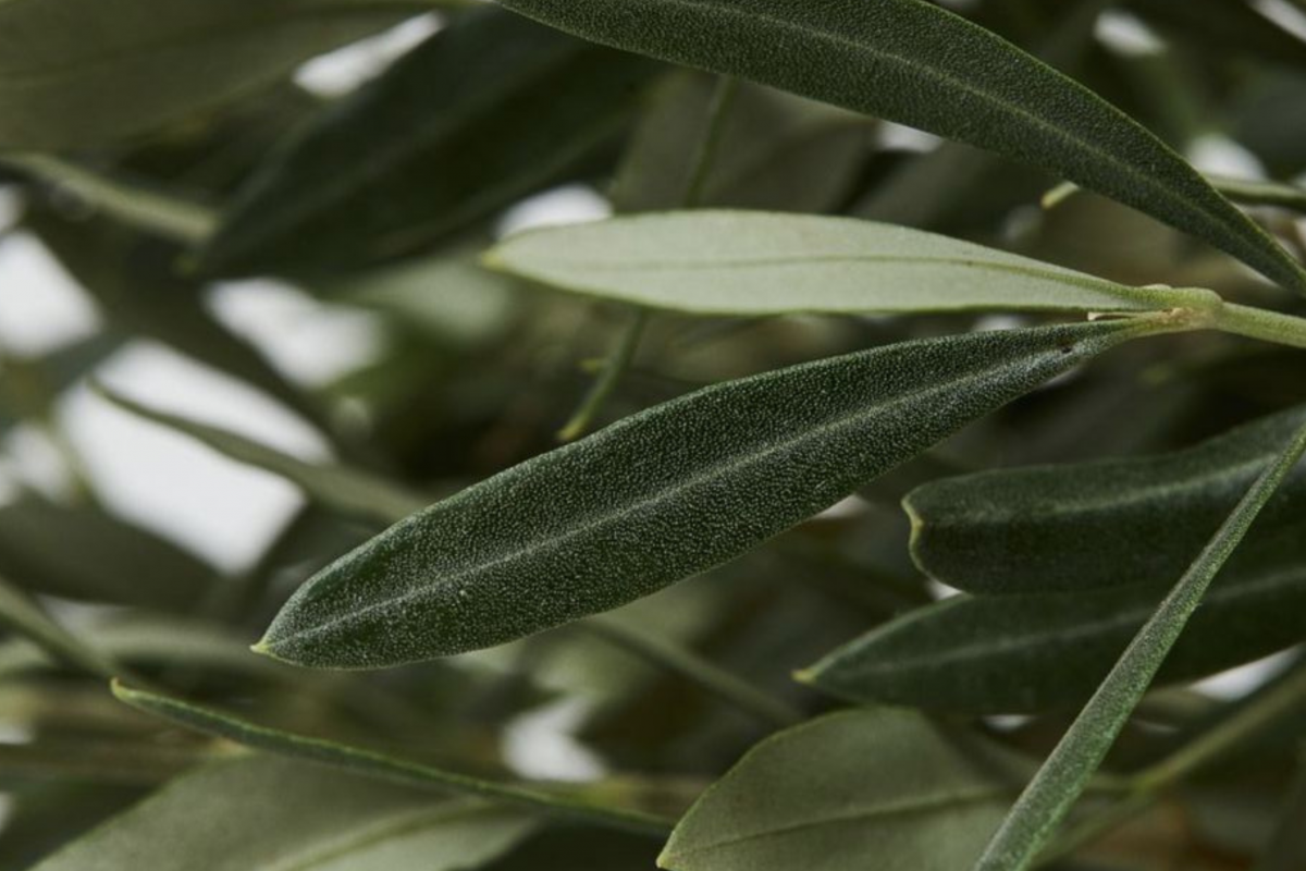 Los guardianes naturales del olivar: aliados que ayudan a proteger nuestros frutos